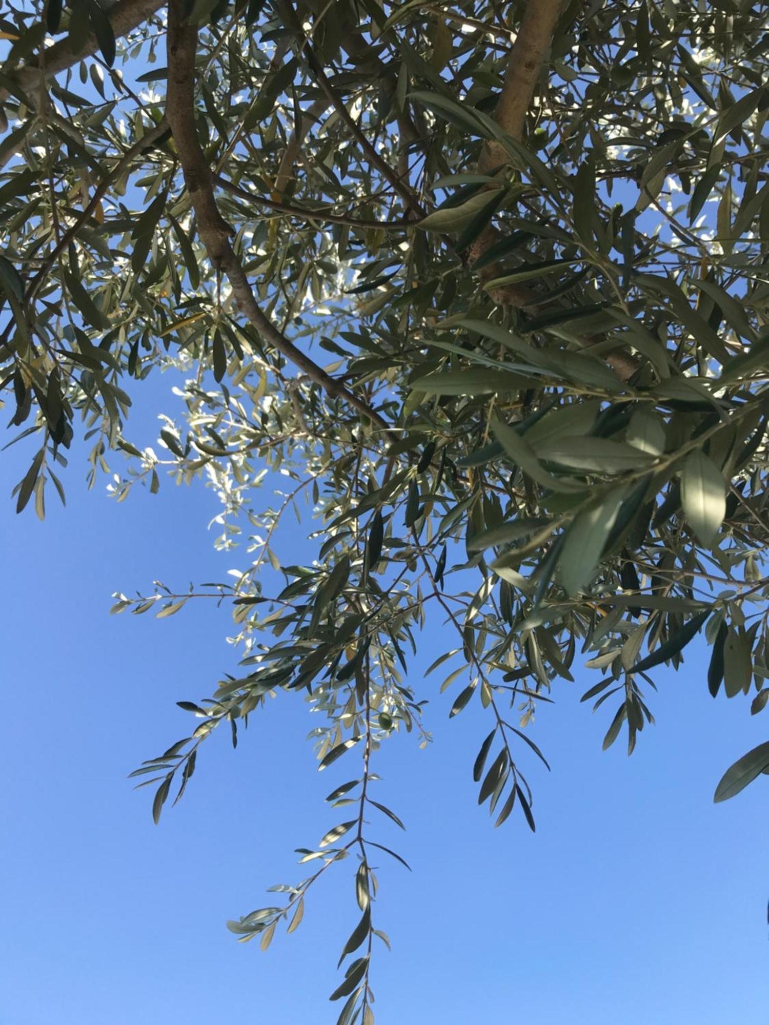 TuletteLe Figuier公寓 外观 照片